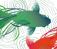 Koi Fish Illustration